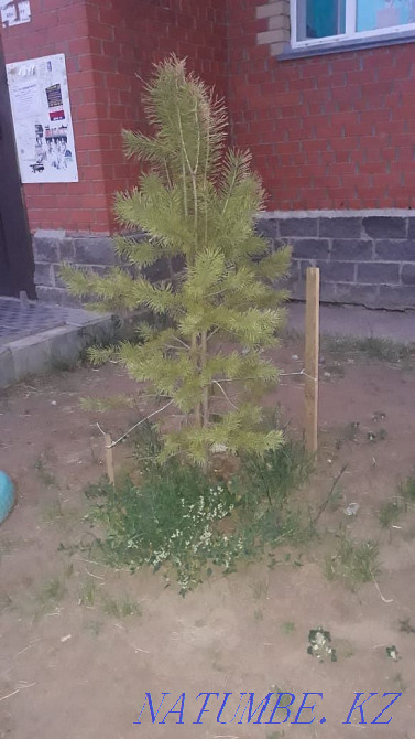 3-room apartment Astana - photo 3