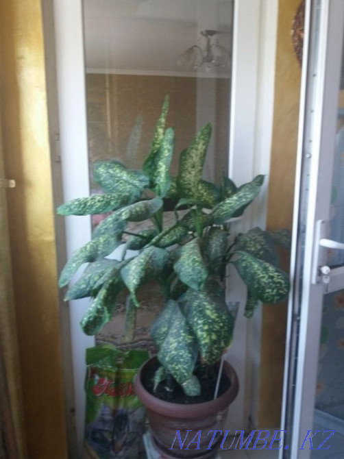 2-room apartment Almaty - photo 3