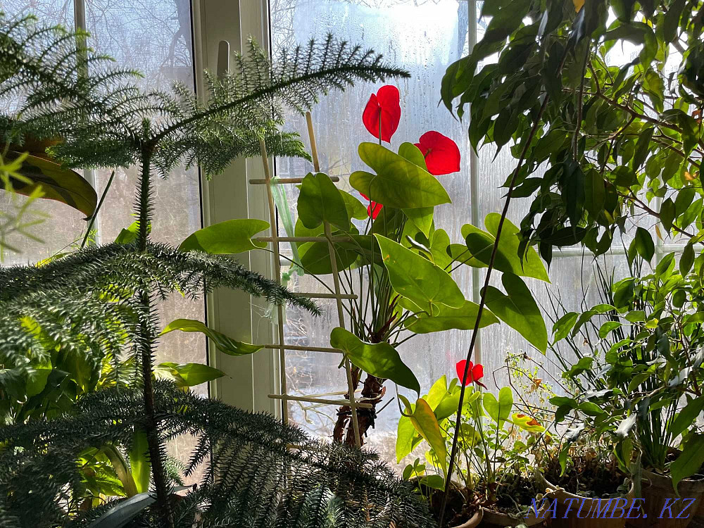 2-комнатная квартира Алматы - изображение 7