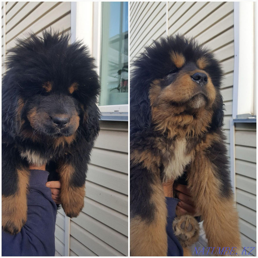Тибет мастифінің күшіктері  Алматы - изображение 1
