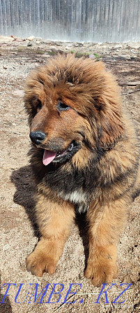 Tibetan mastiff puppy Almaty - photo 1