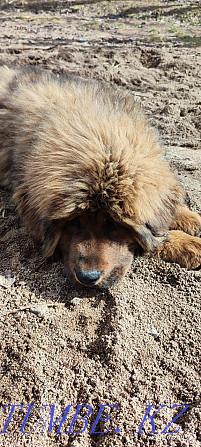 Tibetan mastiff puppy Almaty - photo 4