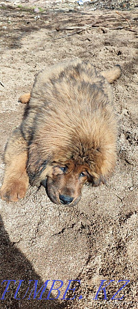 Tibetan mastiff puppy Almaty - photo 3