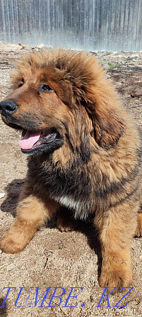 Tibetan mastiff puppy Almaty - photo 2
