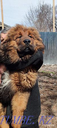 Tibetan mastiff puppy Almaty - photo 5