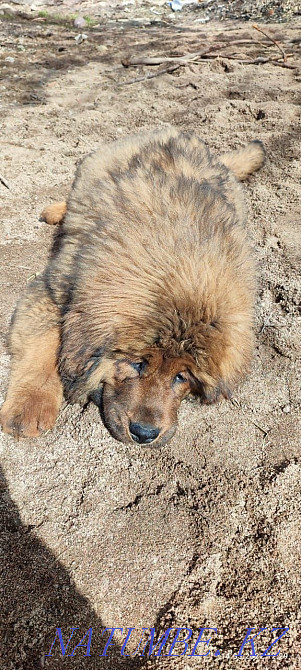 Щенок тибетского мастифа Алматы - изображение 3