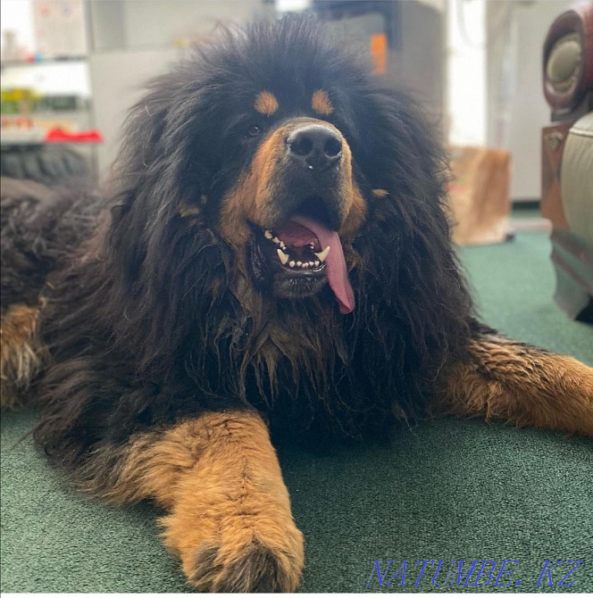 Щенок тибетского мастифа Алматы - изображение 6