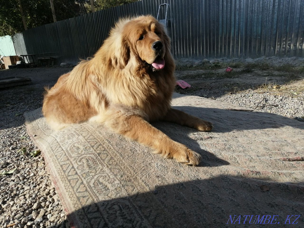 Щенок тибетского мастифа Алматы - изображение 7