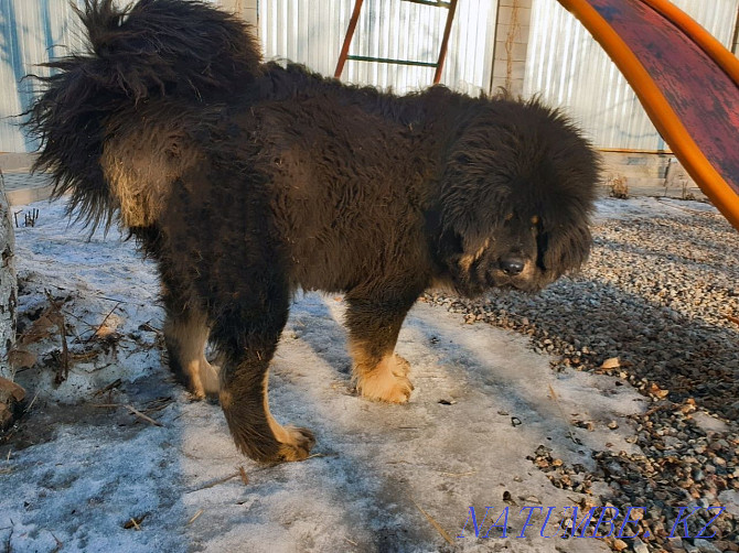 Tibetan Mastiff puppies Almaty - photo 7