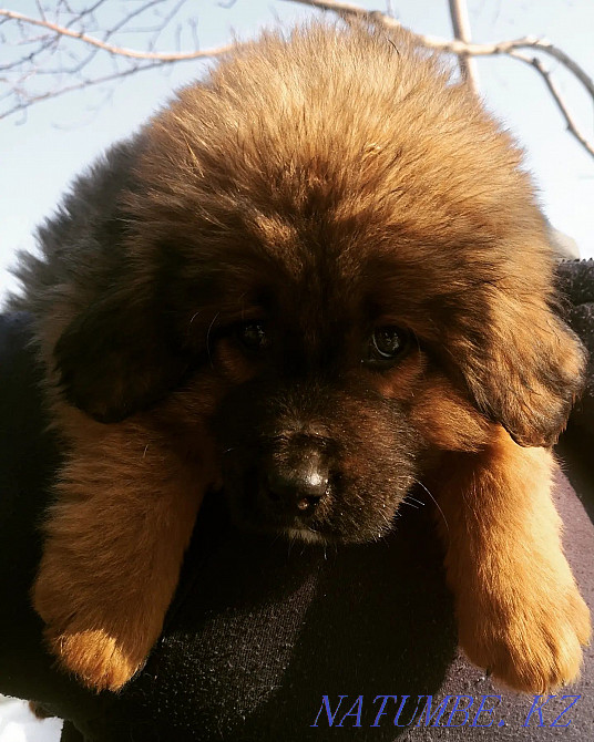 Тибет мастифінің күшіктері  Алматы - изображение 2