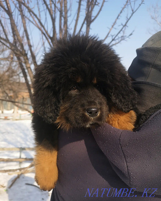 Тибет мастифінің күшіктері  Алматы - изображение 3