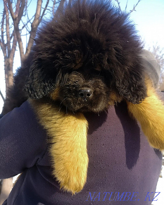 Тибет мастифінің күшіктері  Алматы - изображение 1