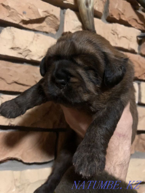 Высокопородные Щенки Тибетского Мастифа! Алматы - изображение 2