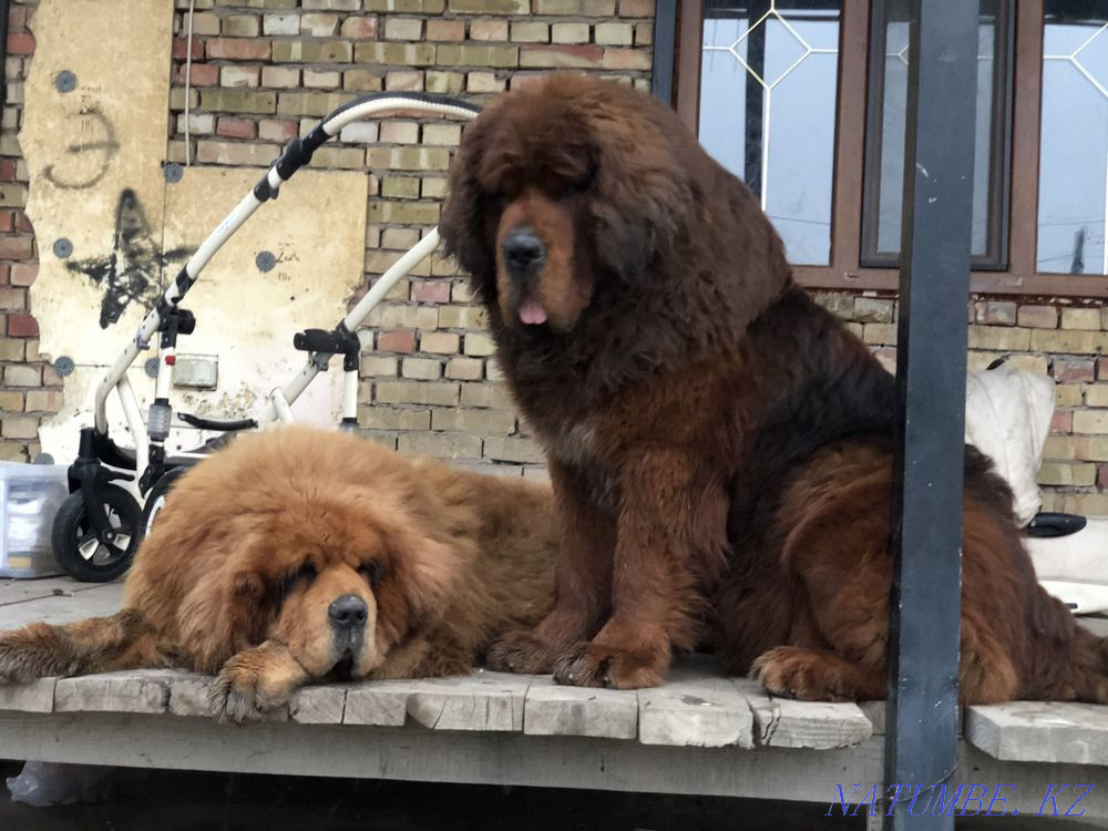 Высокопородные Щенки Тибетского Мастифа! Алматы - изображение 1