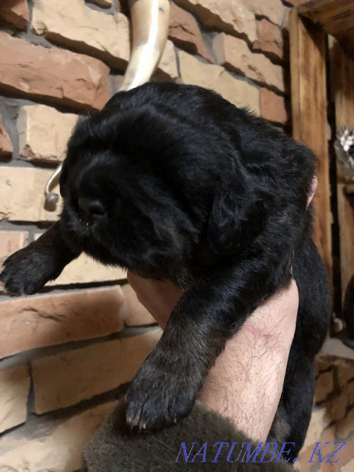 Высокопородные Щенки Тибетского Мастифа! Алматы - изображение 3