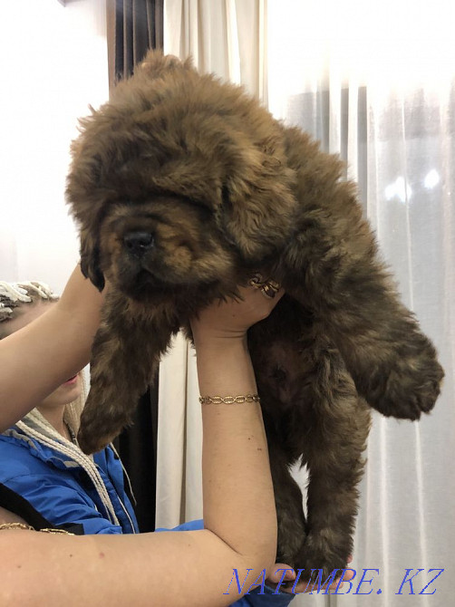 Высокопородные Щенки Тибетского мастифа Алматы - изображение 2