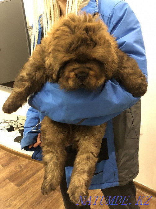 Высокопородные Щенки Тибетского мастифа Алматы - изображение 1