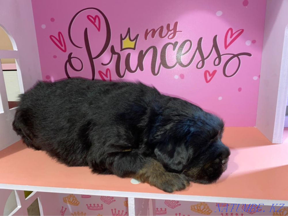 Высокопородные Щенки Тибетского мастифа Алматы - изображение 3