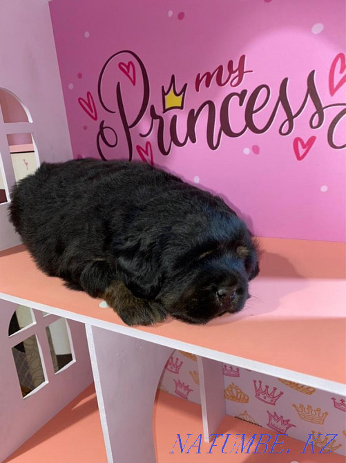 Высокопородные Щенки Тибетского мастифа Алматы - изображение 4