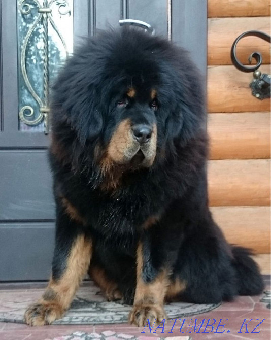 Высокопородные щенки тибетского мастифа Алматы - изображение 8