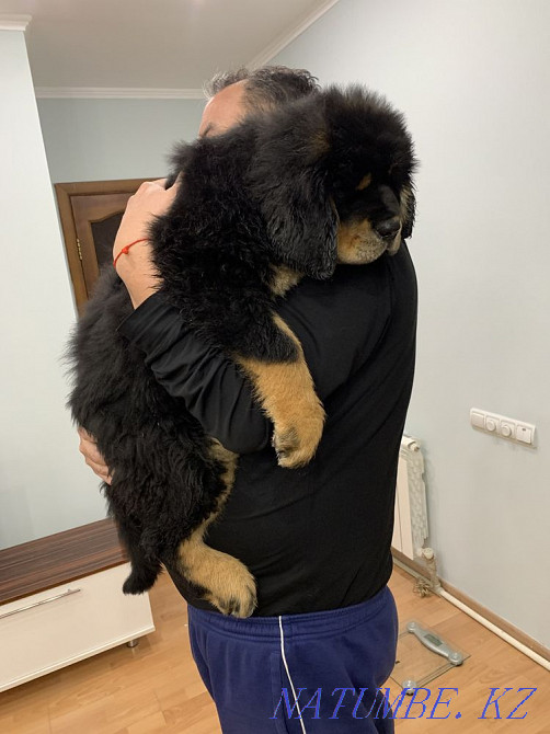 Высокопородные щенки тибетского мастифа Алматы - изображение 2