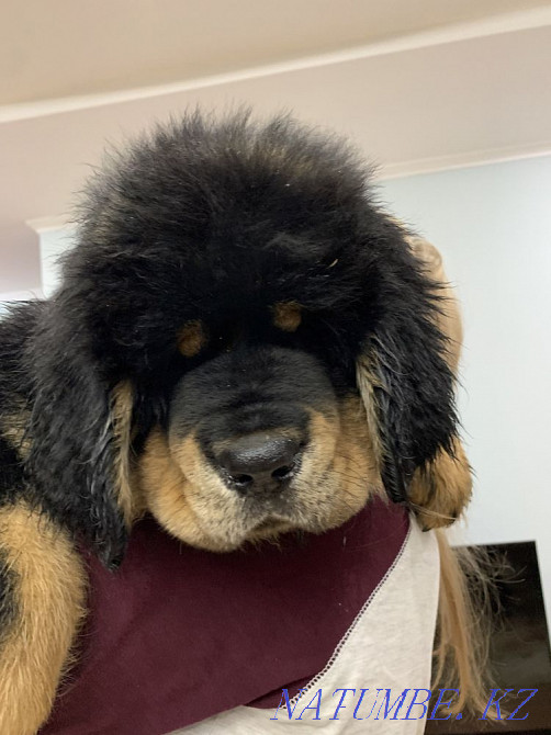 Высокопородные щенки тибетского мастифа Алматы - изображение 6