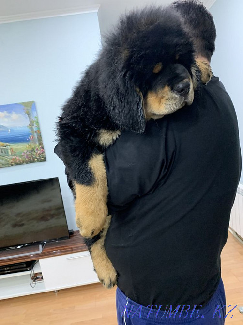 Высокопородные щенки тибетского мастифа Алматы - изображение 5