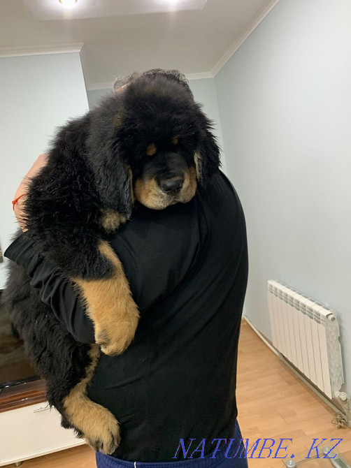 Высокопородные щенки тибетского мастифа Алматы - изображение 4