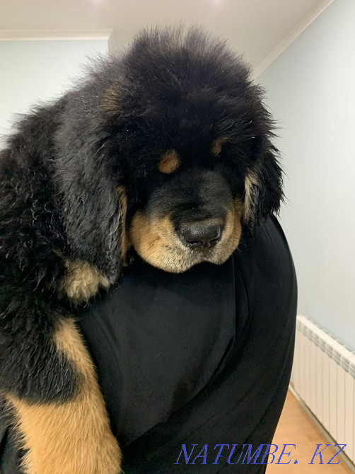 Высокопородные щенки тибетского мастифа Алматы - изображение 3