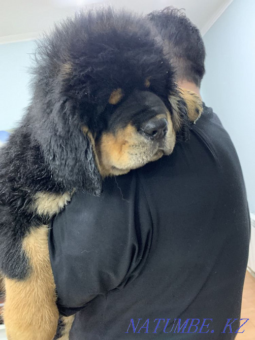 Высокопородные щенки тибетского мастифа Алматы - изображение 1