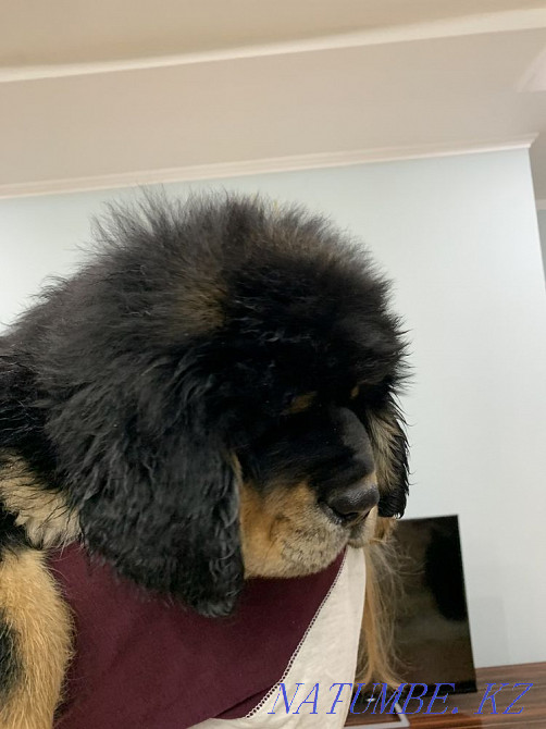 Высокопородные щенки тибетского мастифа Алматы - изображение 7