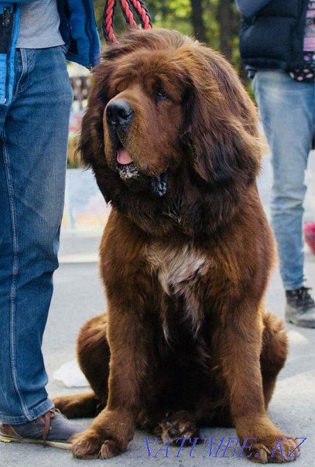 Высокопородные Щенки Тибетского мастифа Алматы - изображение 2