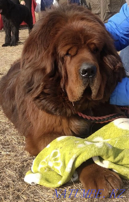 Высокопородные Щенки Тибетского мастифа Алматы - изображение 1