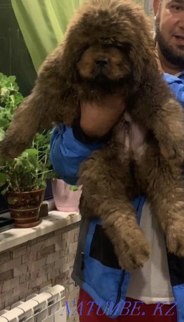 Чистокровные Тибетские Мастифы Алматы - изображение 1