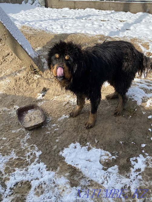 at what age is a tibetan mastiff full grown