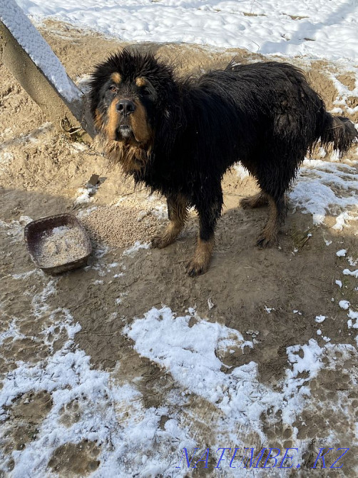 Тибетский мастиф чистокровный возрас 9 месяц Алматы - изображение 1