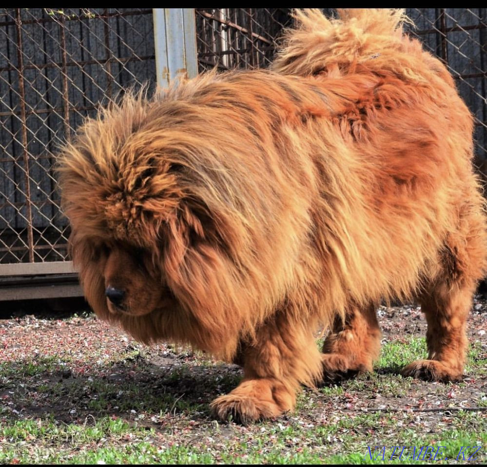 Elite Tibet Puppies! Almaty - photo 1