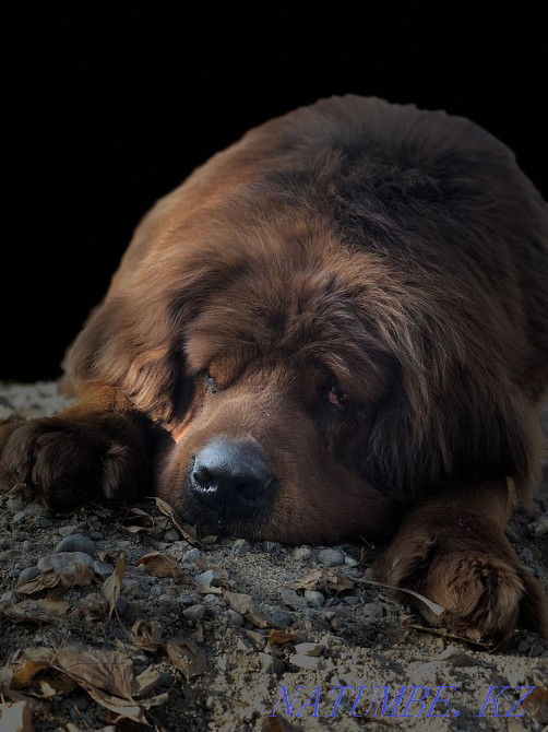 Высокопородные щенки Тибетского мастифа Алматы - изображение 1