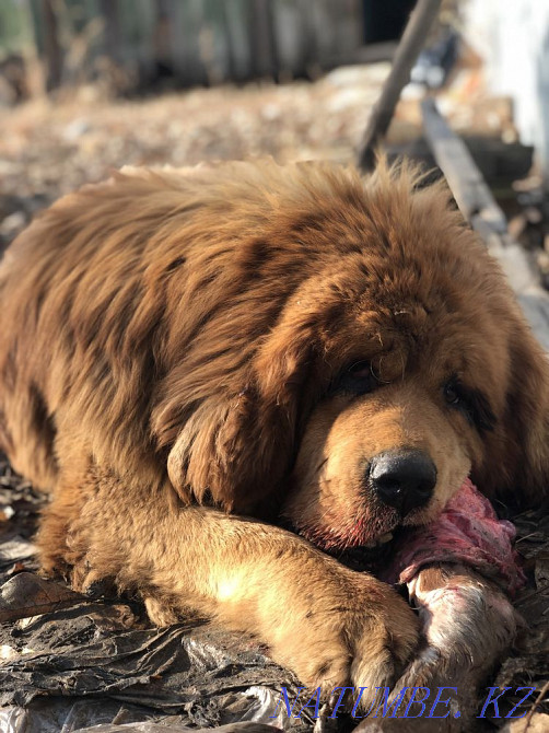 Высокопородные щенки Тибетского мастифа Алматы - изображение 2