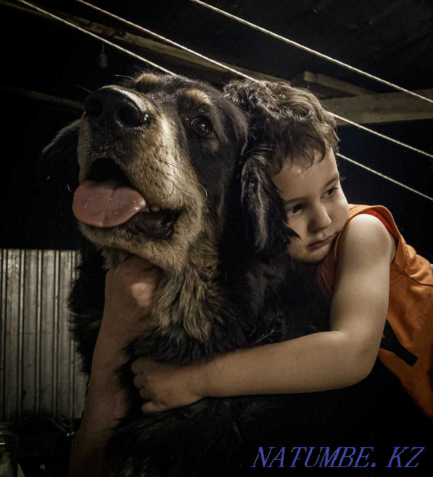 Тибет мастифінің күшіктері  Алматы - изображение 3