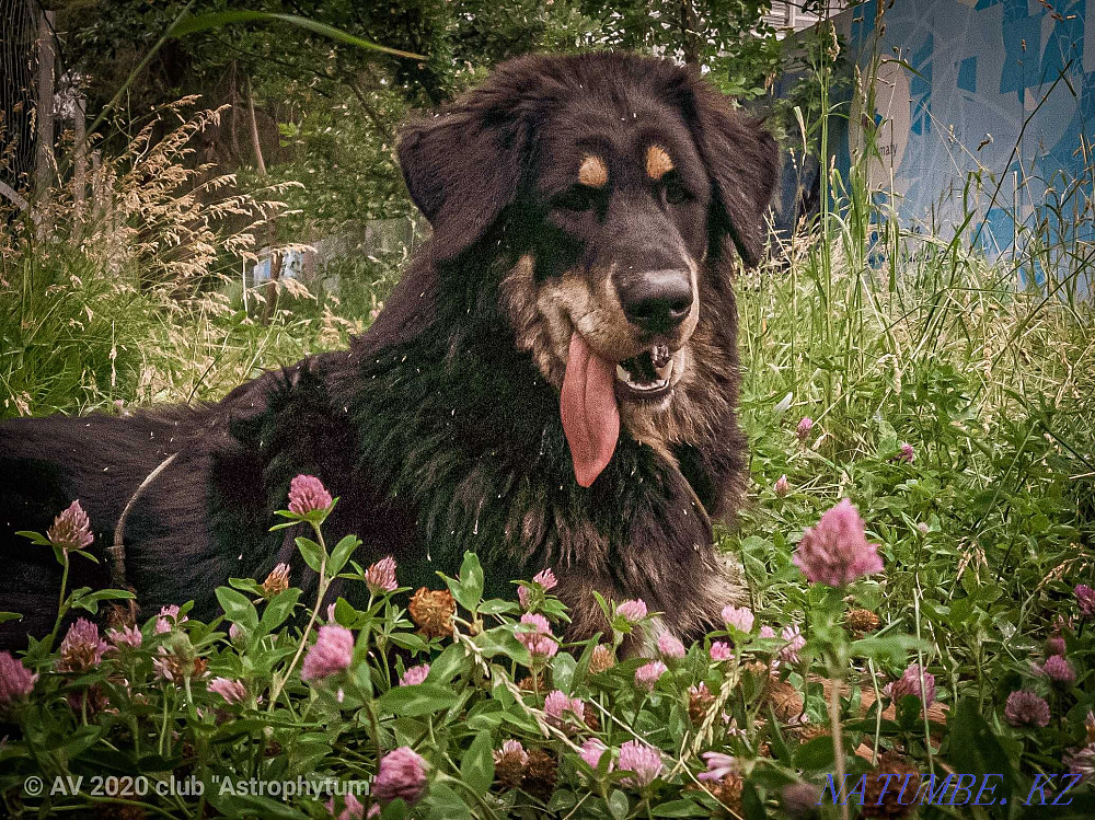 Тибет мастифінің күшіктері  Алматы - изображение 2