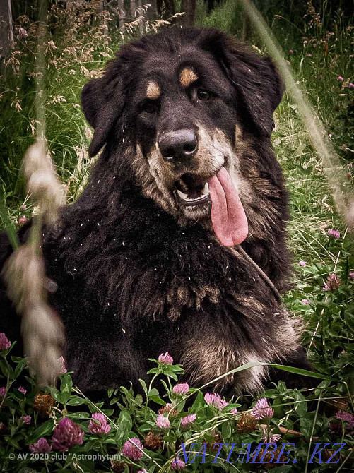 Тибет мастифінің күшіктері  Алматы - изображение 1