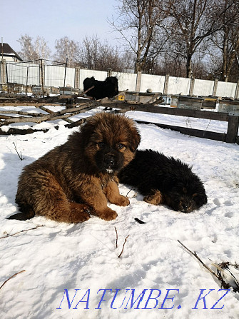 Tibetan Mastiff puppies Almaty - photo 6
