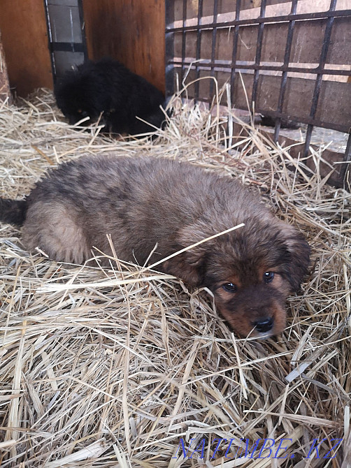 Тибет мастифінің күшіктері  Алматы - изображение 5