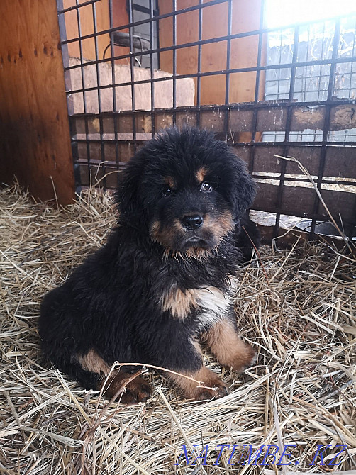 Тибет мастифінің күшіктері  Алматы - изображение 2