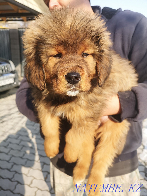 Тибет мастифінің күшіктері  Алматы - изображение 8