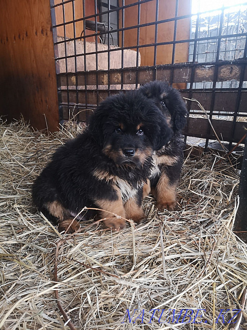 Тибет мастифінің күшіктері  Алматы - изображение 3