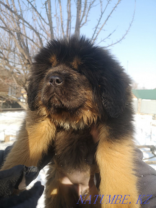 Тибет мастифінің күшіктері  Алматы - изображение 7