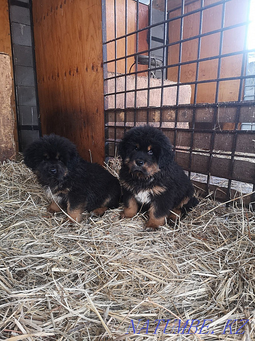 Тибет мастифінің күшіктері  Алматы - изображение 4