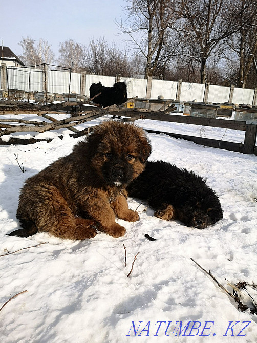 Тибет мастифінің күшіктері  Алматы - изображение 6